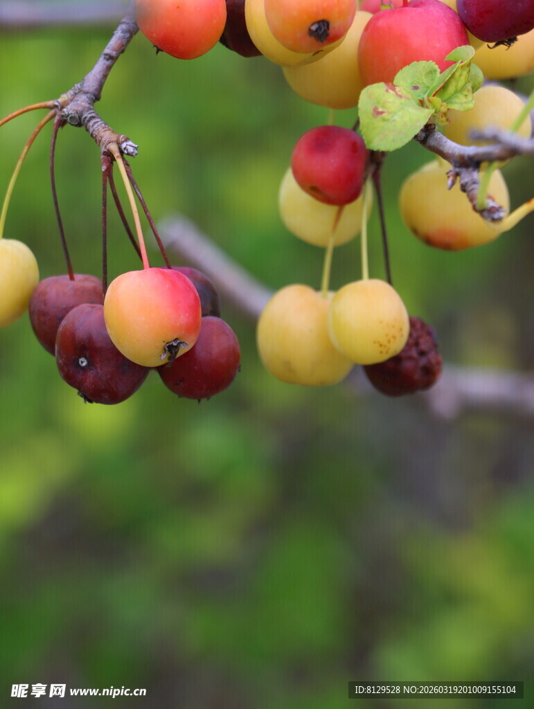 枝头多彩果实诱人