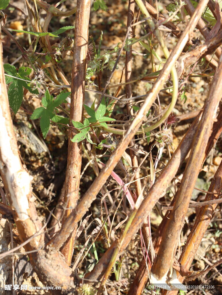 干枯植物根茎特写