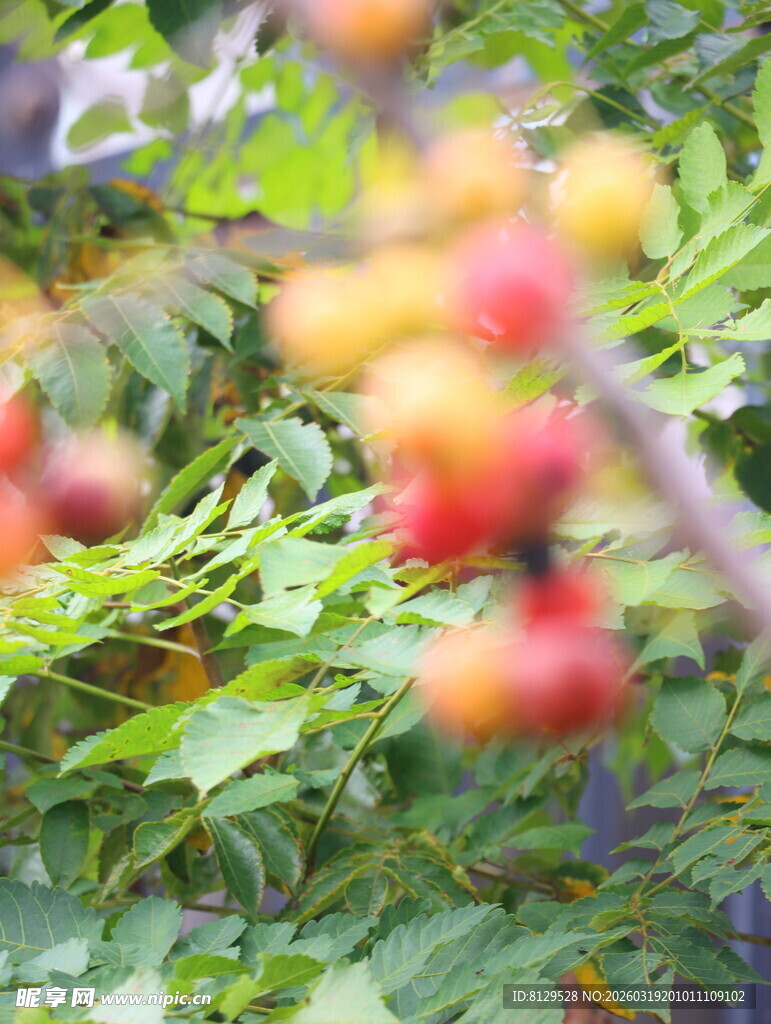 枝头红果绿叶相衬