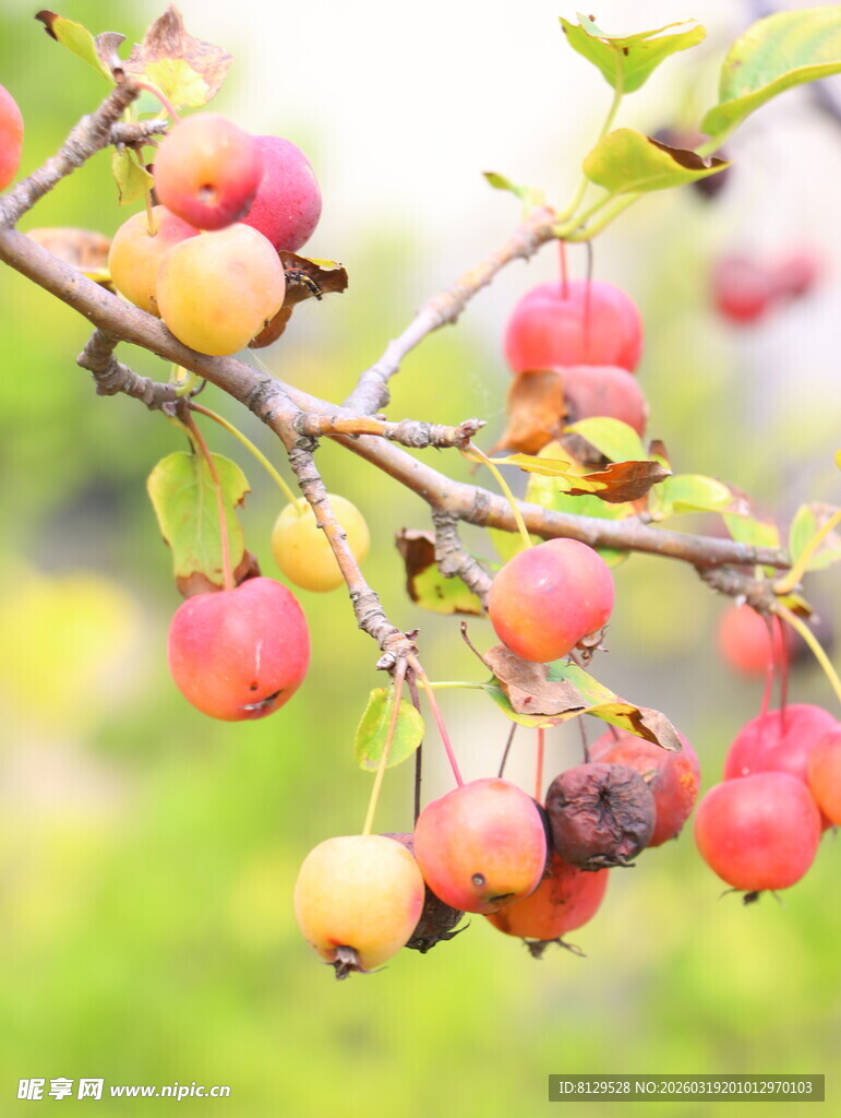 枝头的多彩小苹果