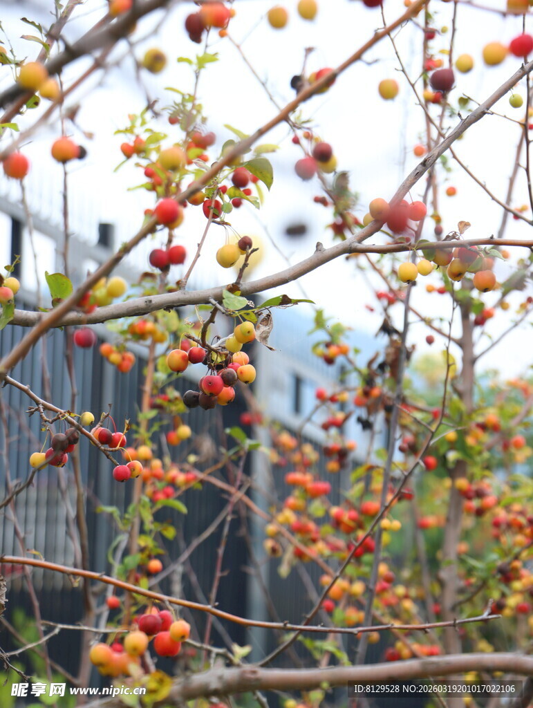 枝头挂满鲜艳诱人果实