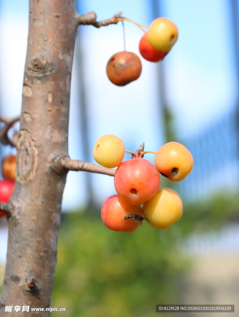 枝头硕果累累的鲜艳果实