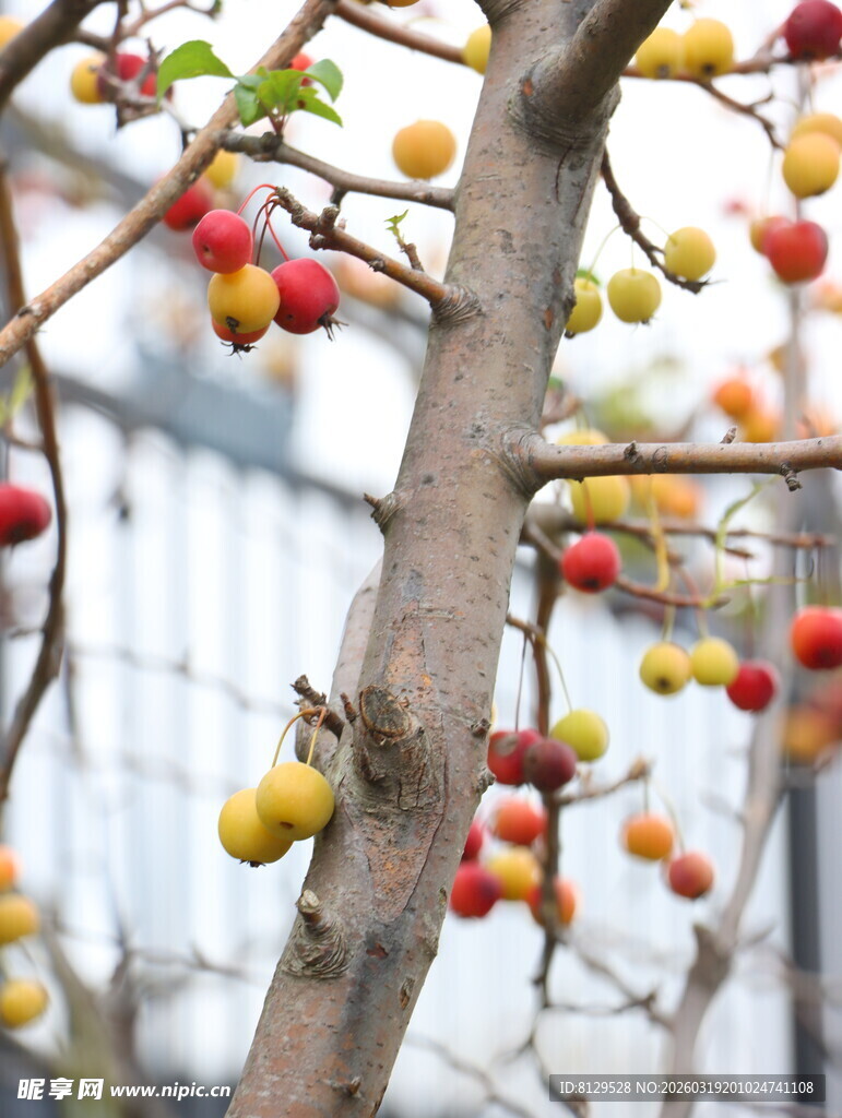 枝头挂满多彩诱人小果实