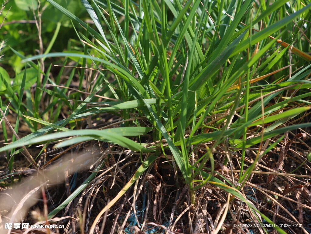 嫩绿小草扎根泥土