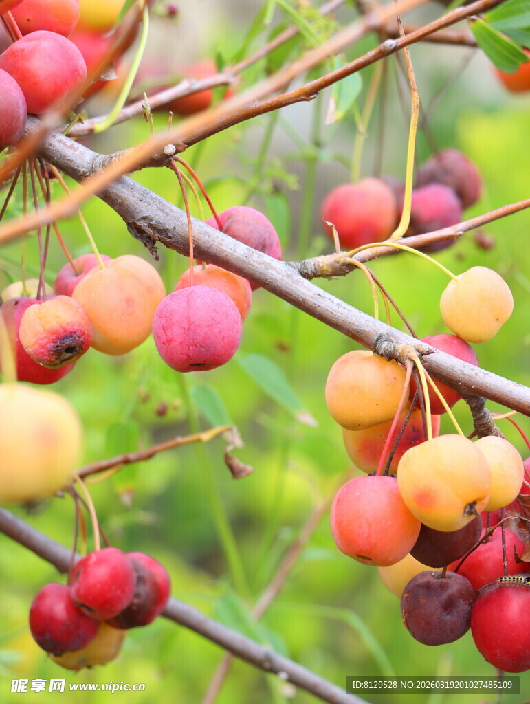 枝头多彩果实