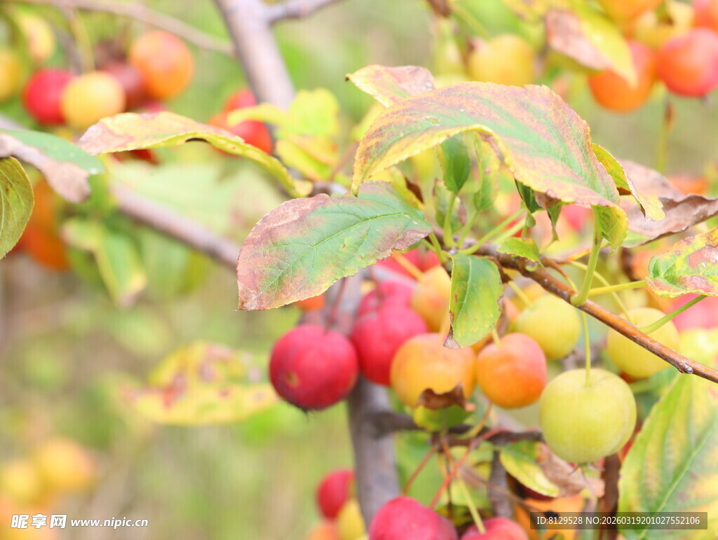 枝头多彩果实挂满枝桠