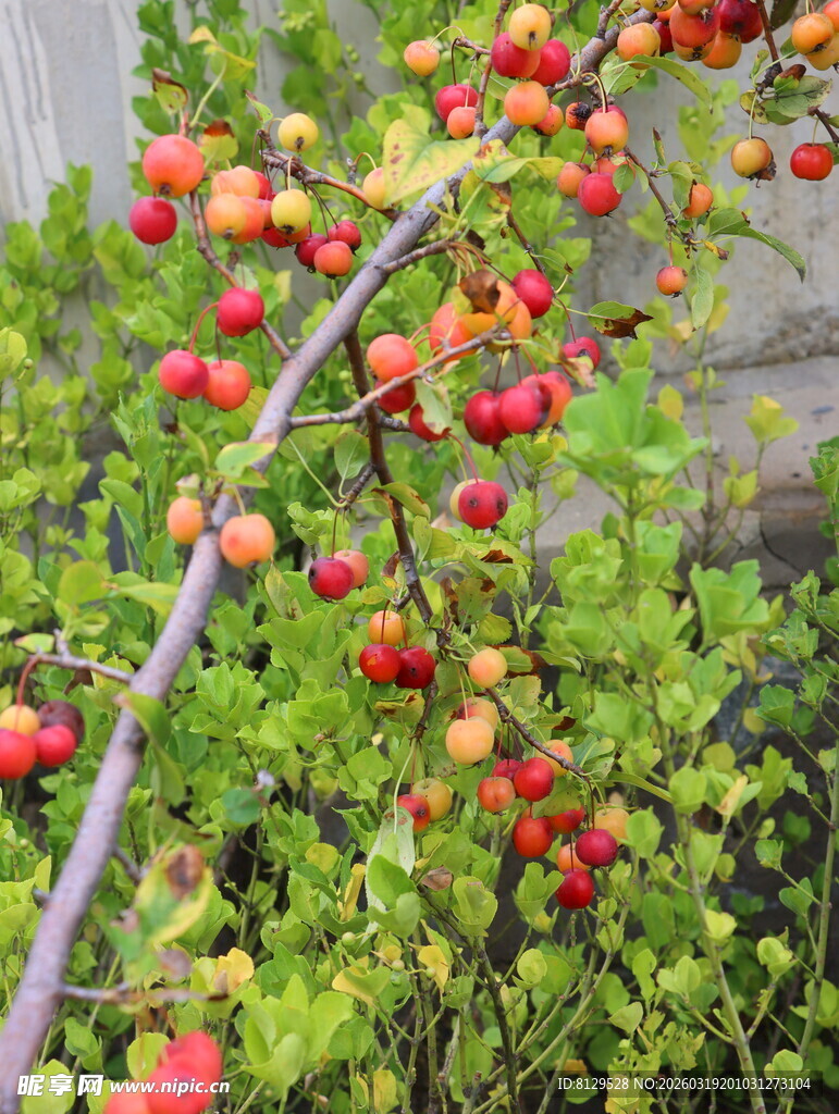 枝头硕果累累的鲜艳果实