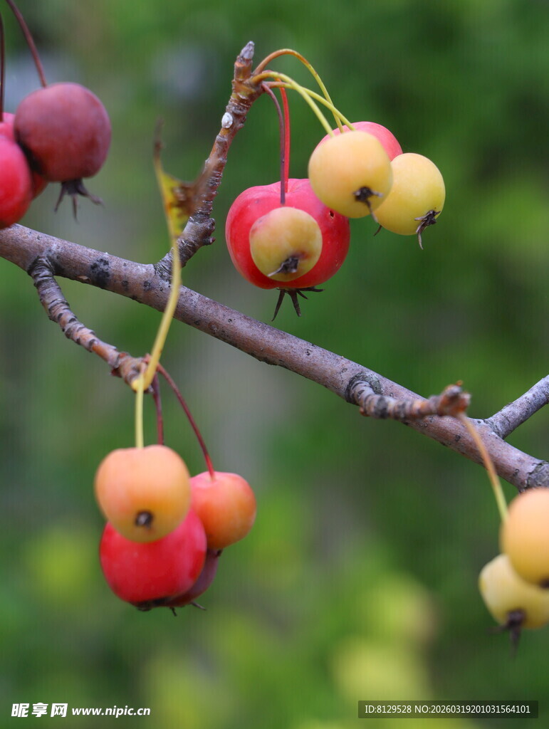 枝头多彩小果实