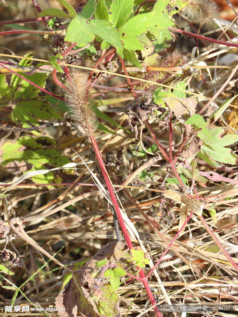 草丛中的红色带刺植物