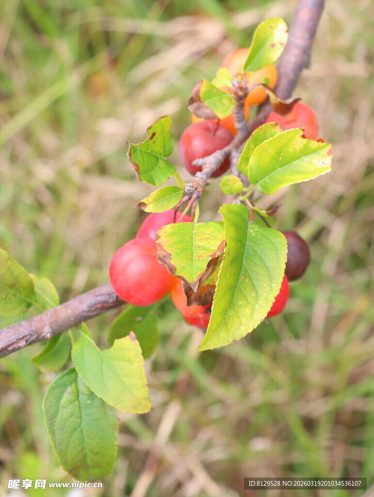 枝头红果绿叶相映成趣
