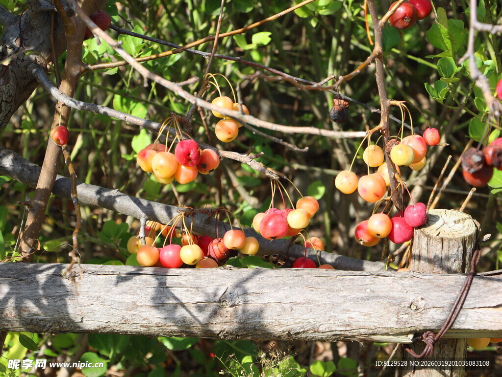 木架上的多彩果实