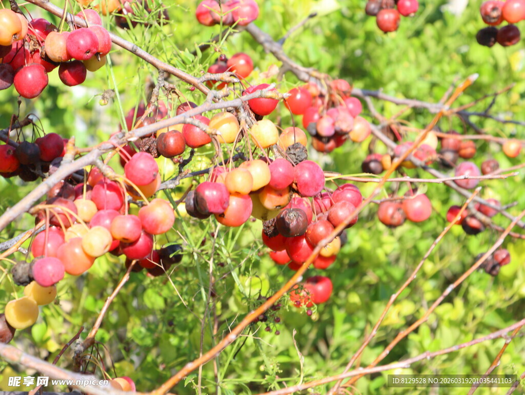 枝头红果累累的诱人景象