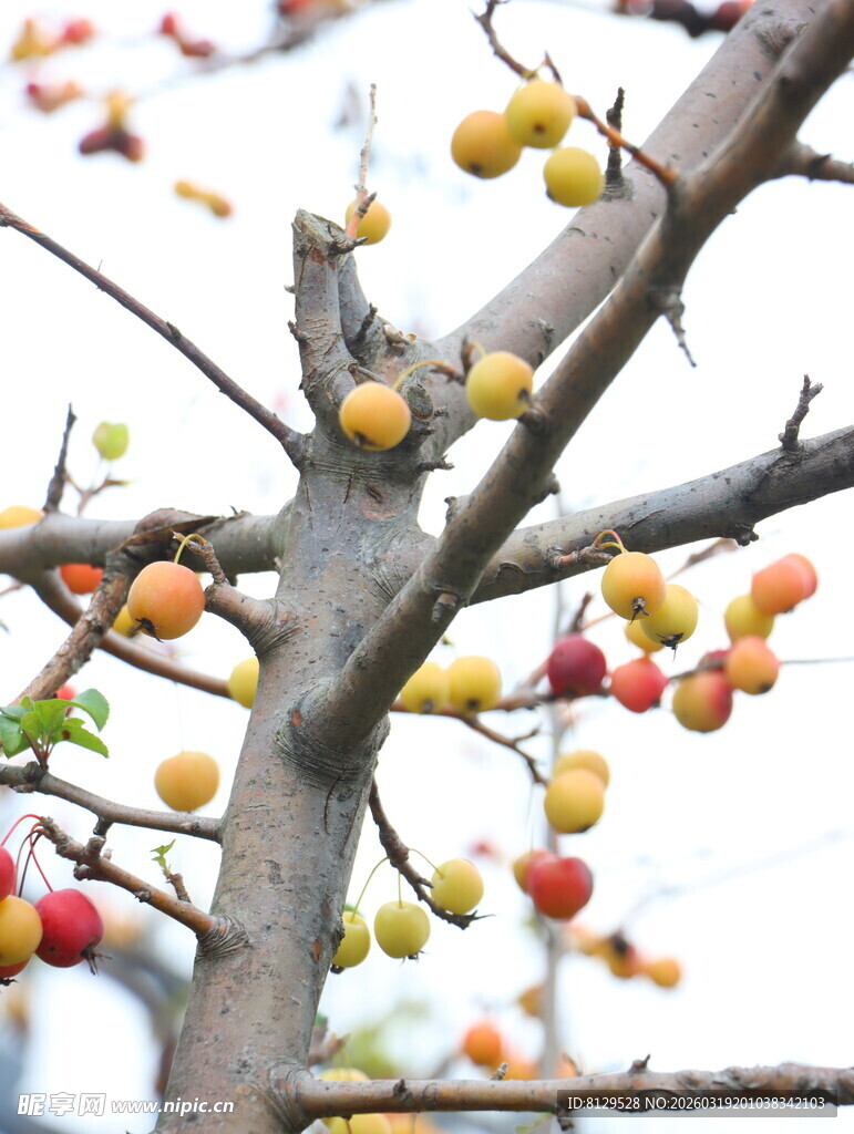 枝头硕果累累的多彩果实