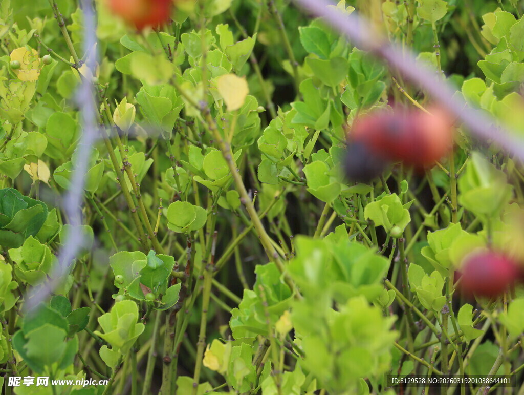 草丛中的多彩果实