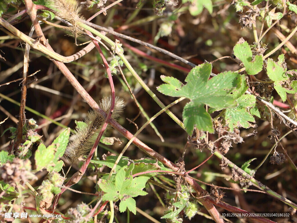 野外丛生的绿色植物