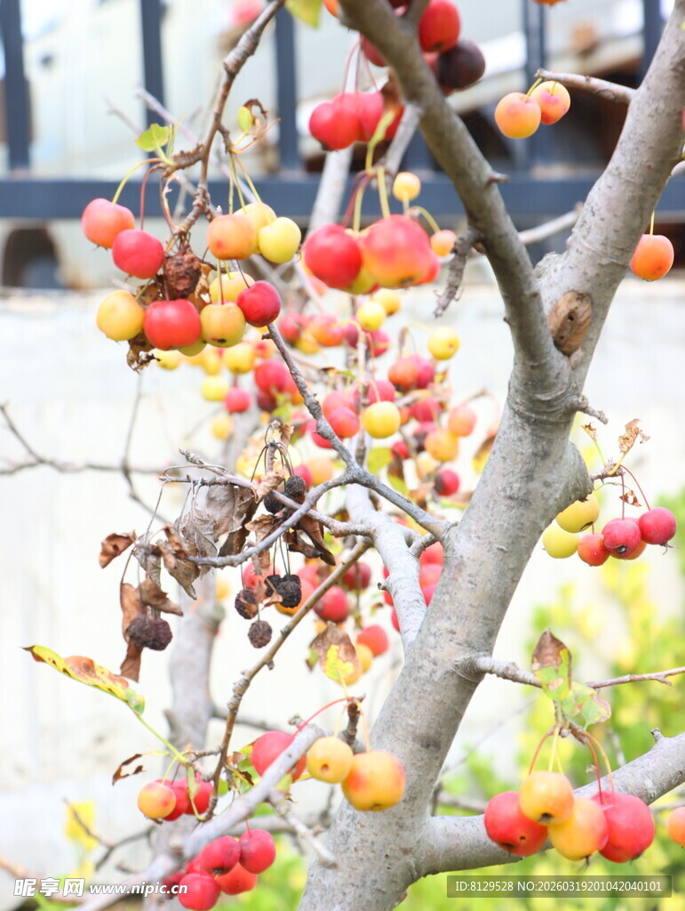 枝头硕果累累的鲜艳柿子