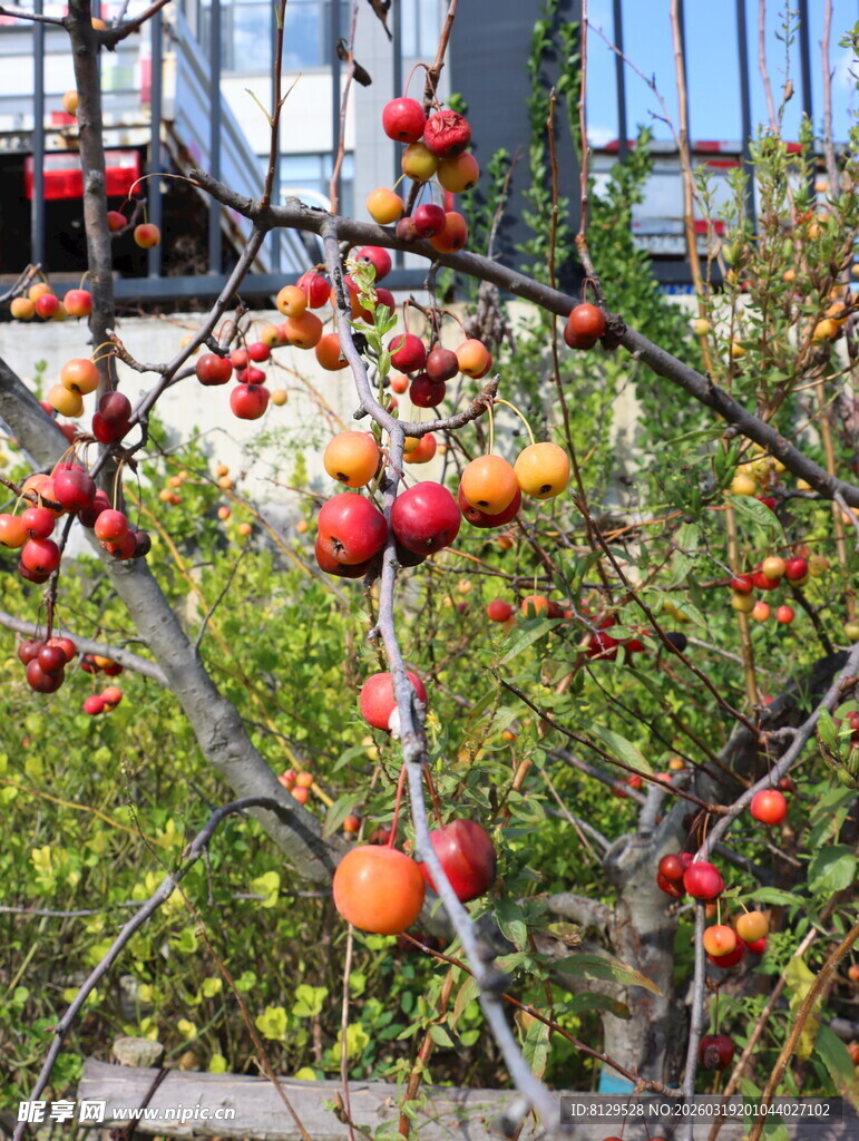 枝头累累红柿子