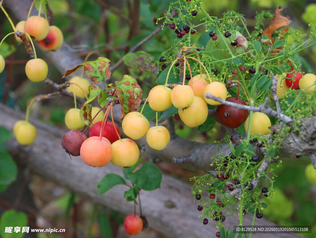 枝头多彩果实诱人