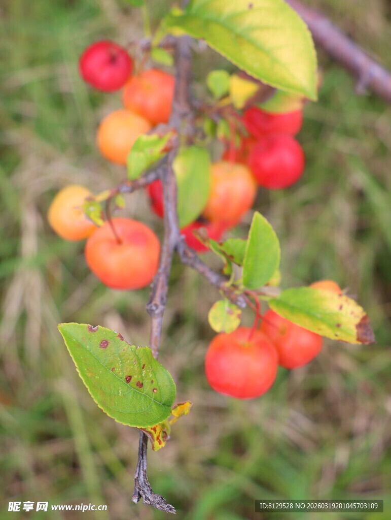 枝头红果绿叶相映成趣