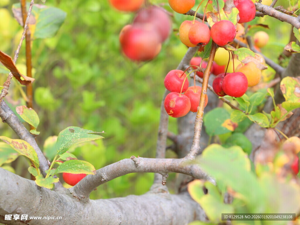 枝头红果累累