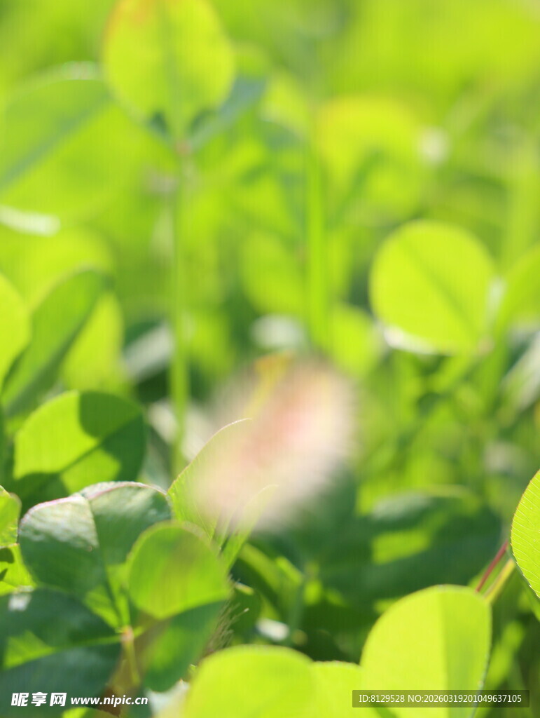 翠绿叶片间的自然景致