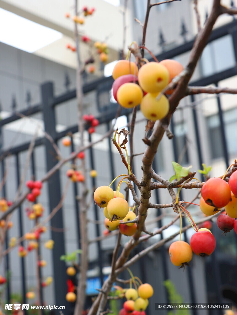 枝头硕果累累的鲜艳果实