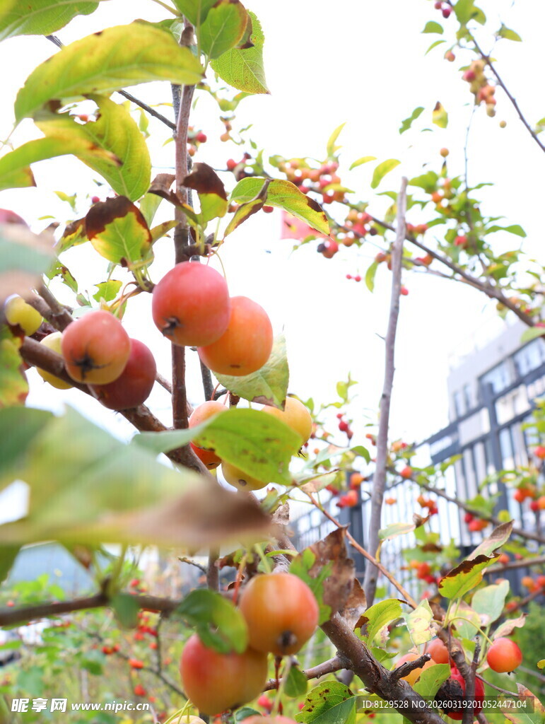 枝头硕果累累的红苹果