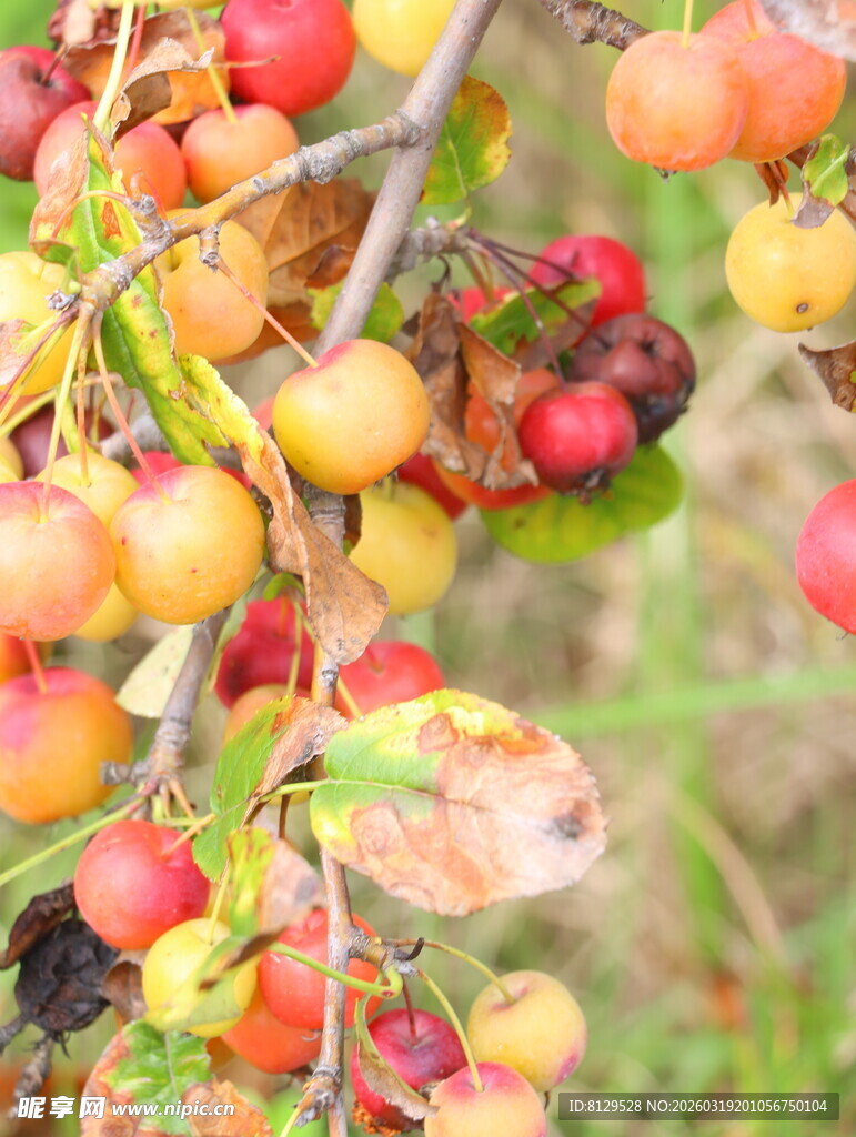 枝头累累海棠果