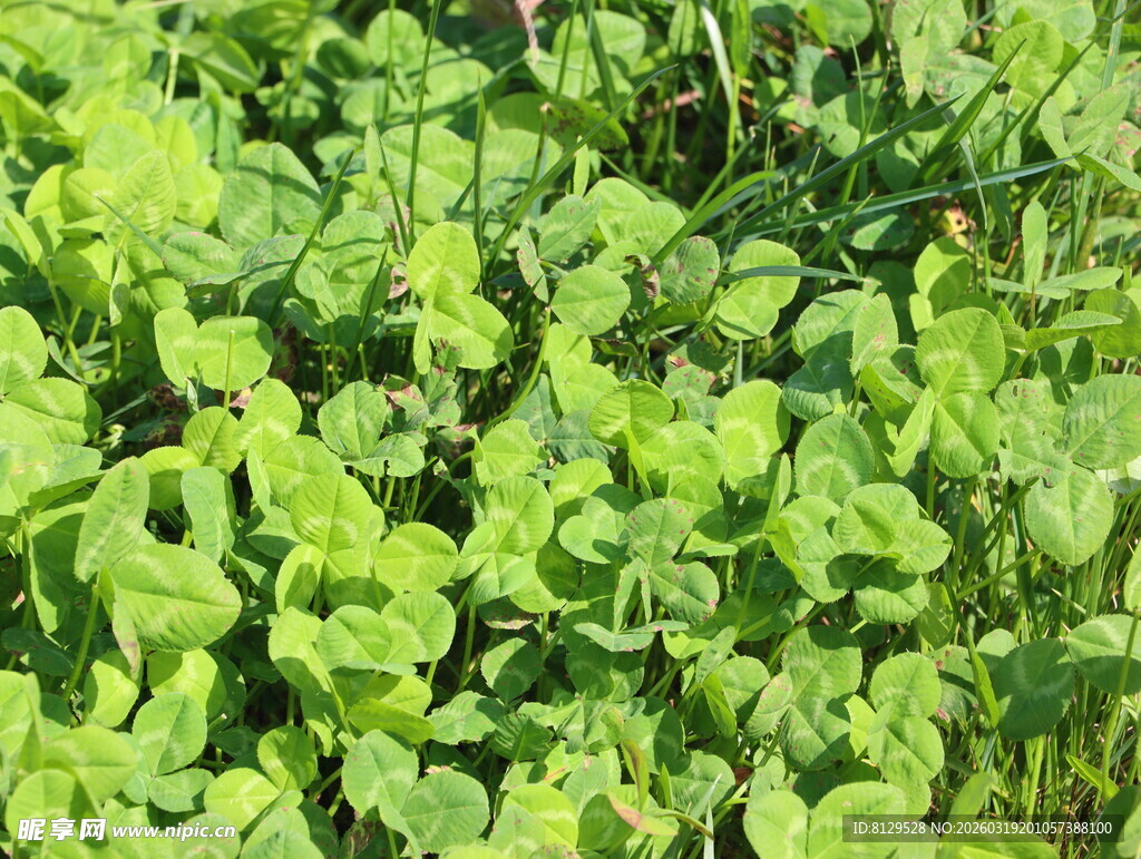 翠绿生机勃勃的植物群落