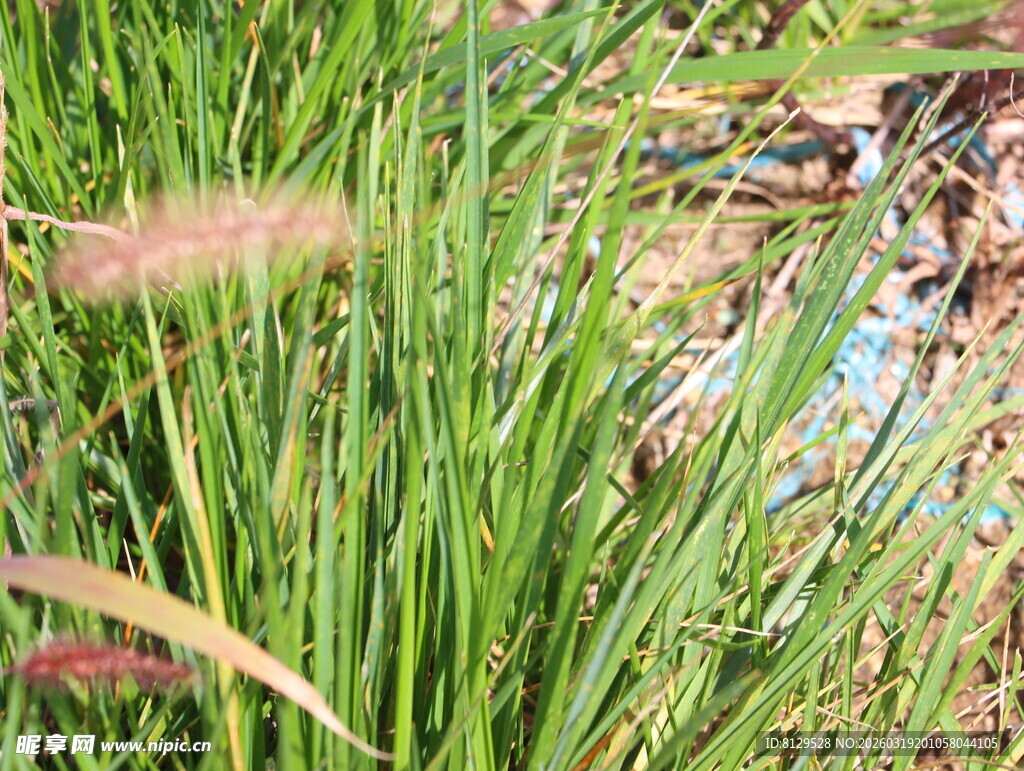 翠绿草丛中的自然景致