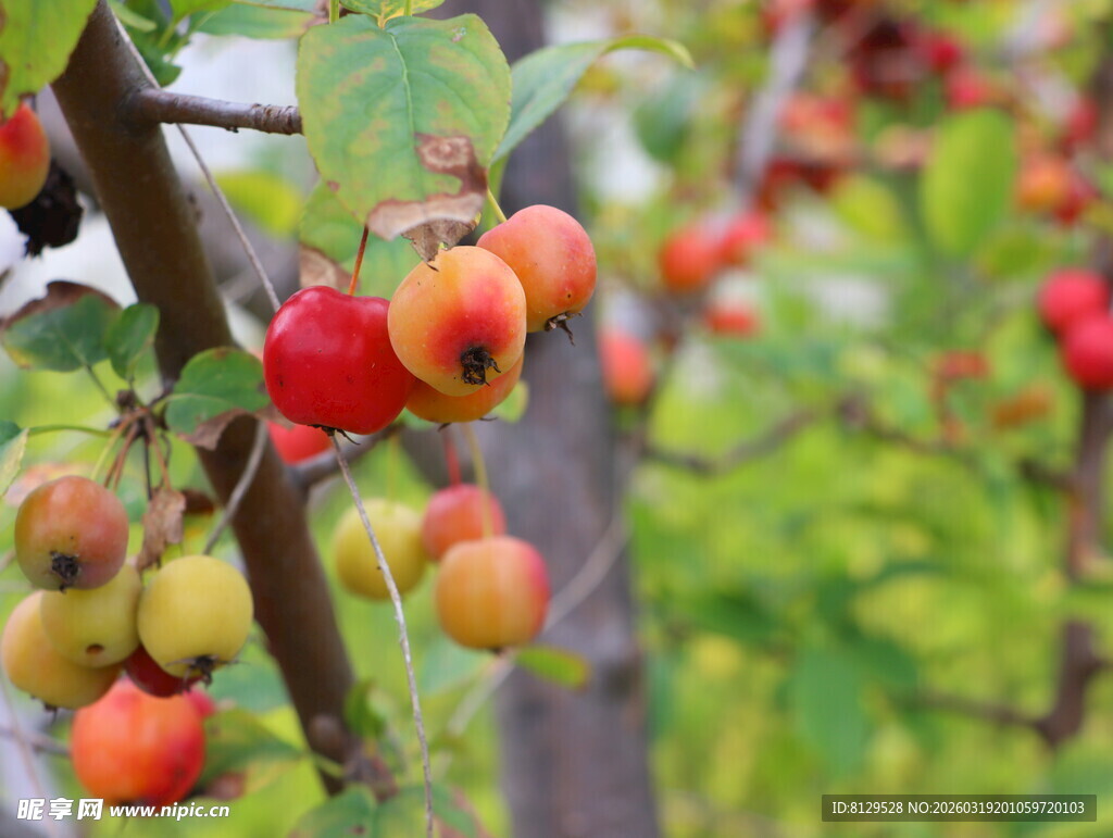 枝头硕果累累的多彩果实