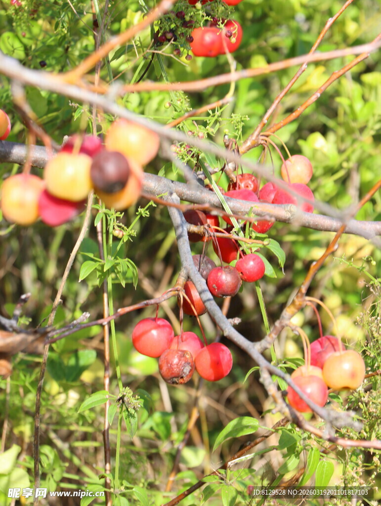 枝头的多彩浆果