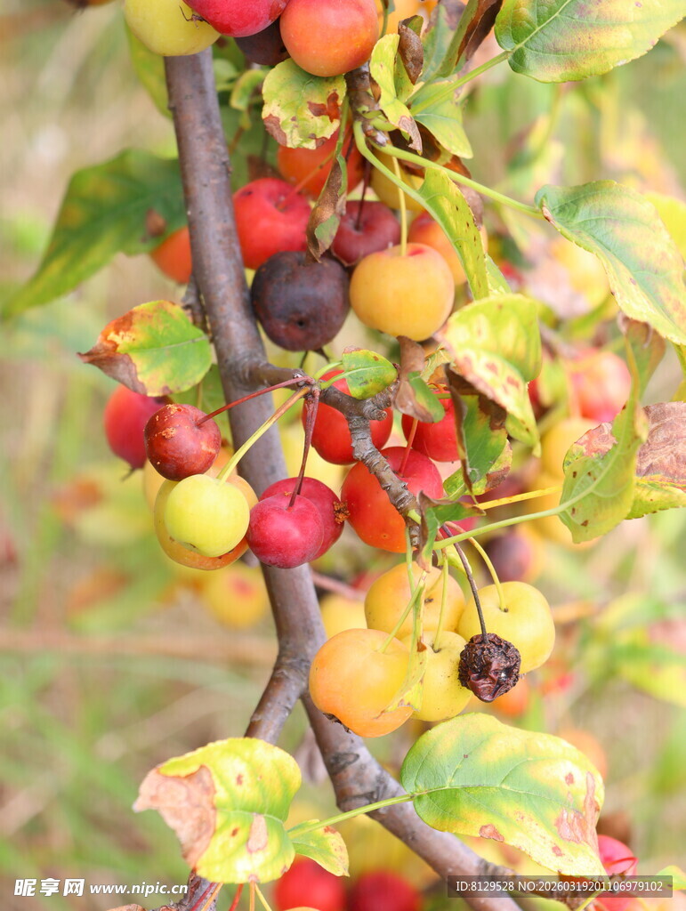 多彩果实挂满枝头