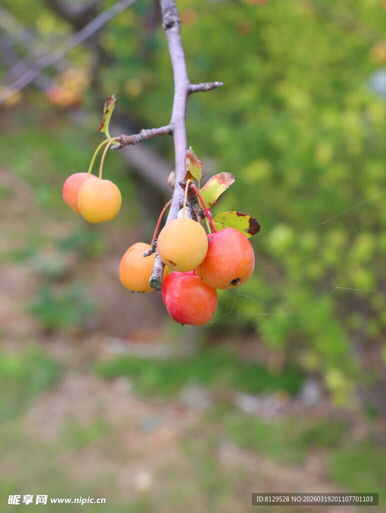 枝头挂着鲜艳的小果实