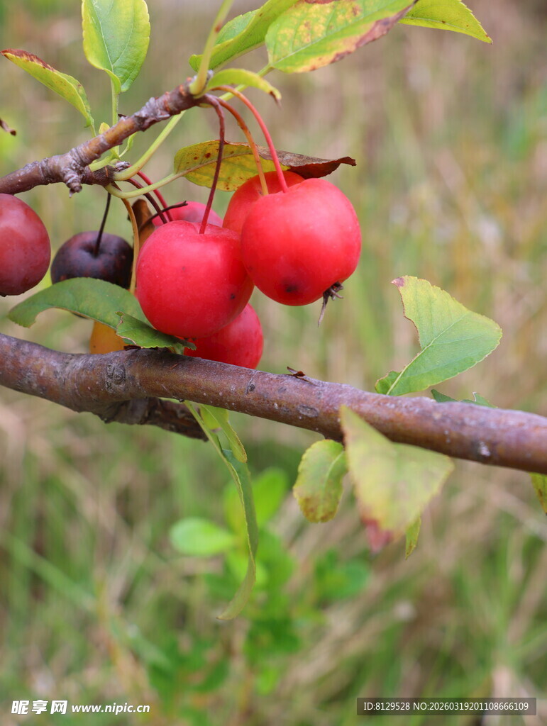 枝头红果秋意初显