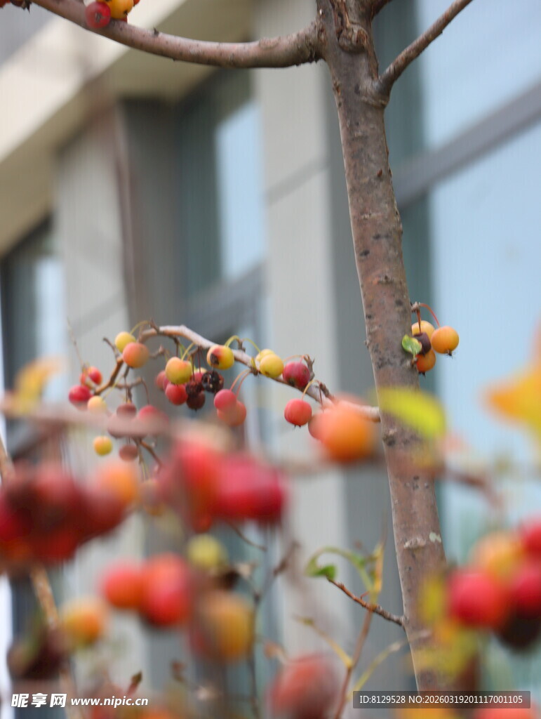 枝头红柿挂秋意渐浓