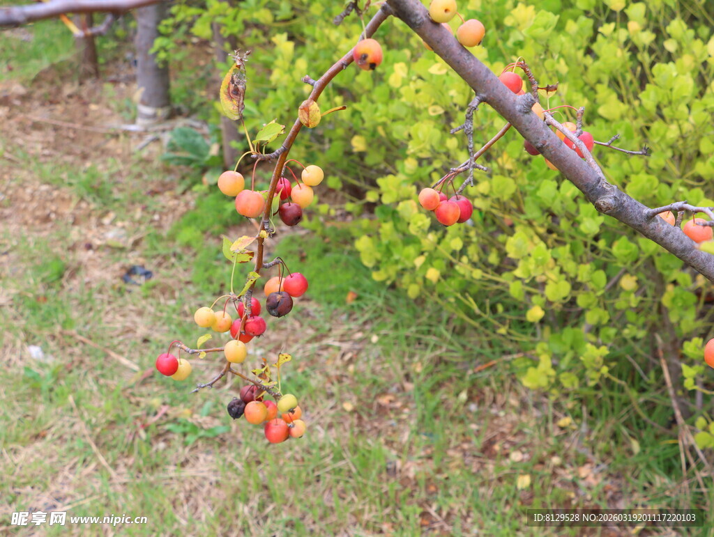 枝头红果秋日田园景致