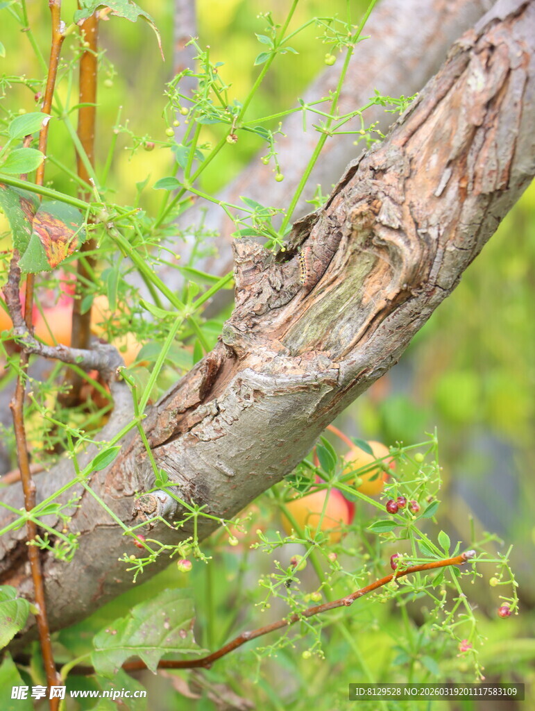 树干旁的绿色植物与果实