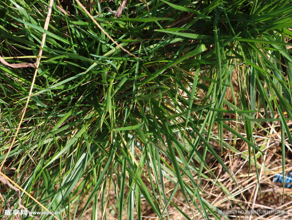 茂密丛生的绿色野草