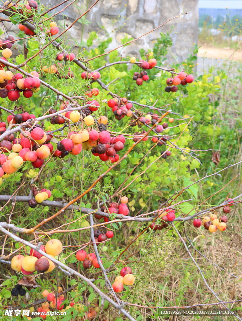 枝头红果累累的自然景象