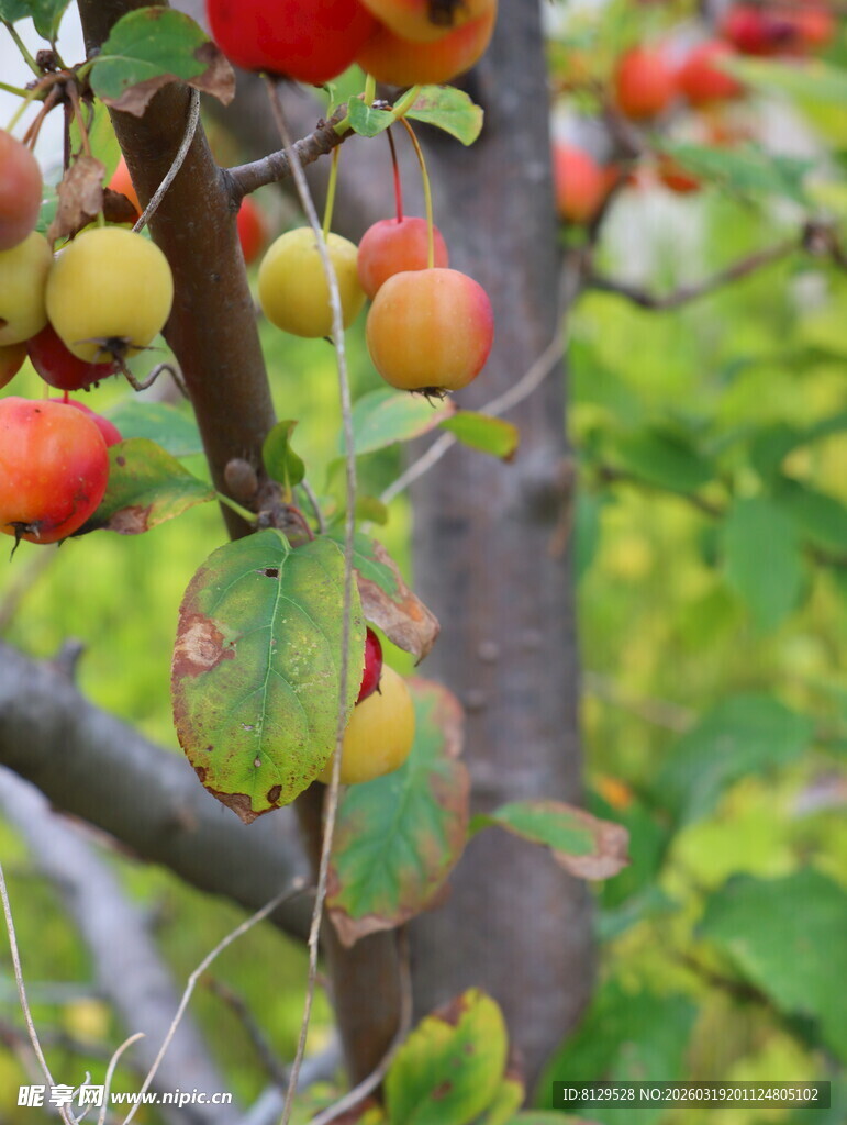 枝头硕果累累的多彩果实