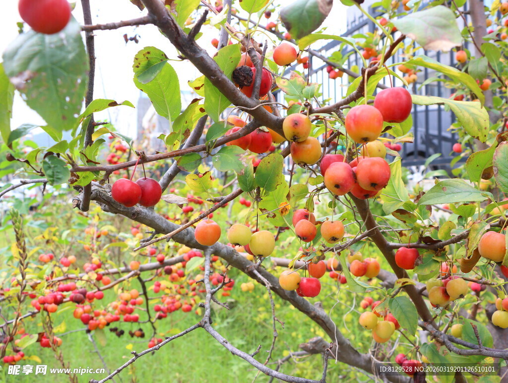 枝头硕果累累的红果子