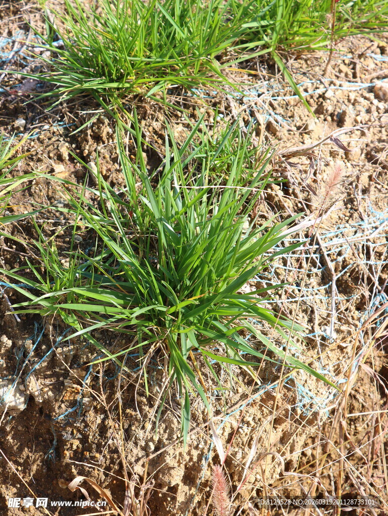 地面嫩绿小草