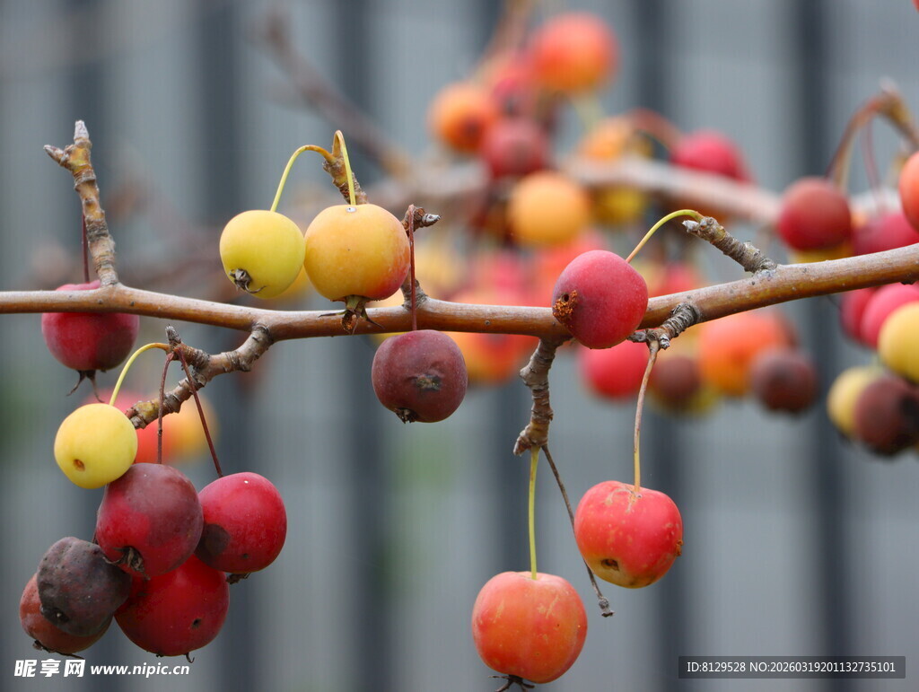 枝头多彩海棠果