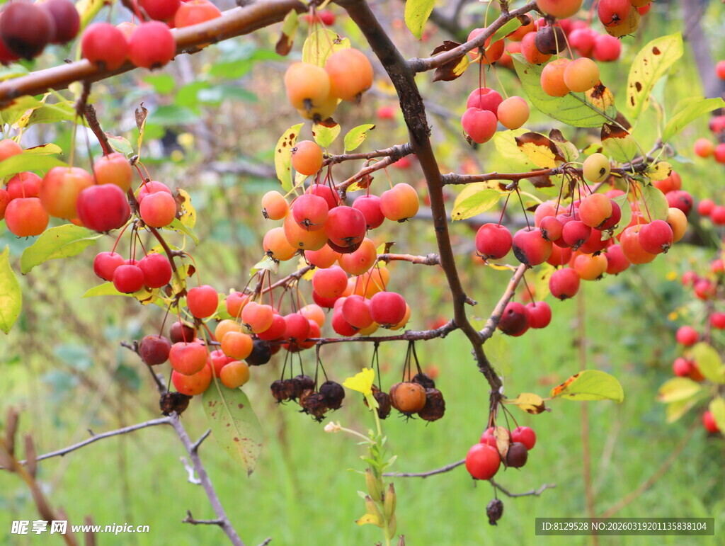 枝头红果秋意盎然