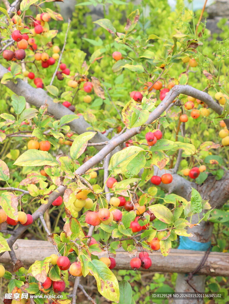 枝头红果绿叶相映成趣