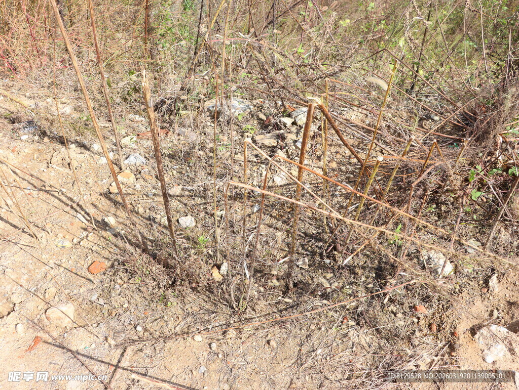 荒野中的枯枝干草景象