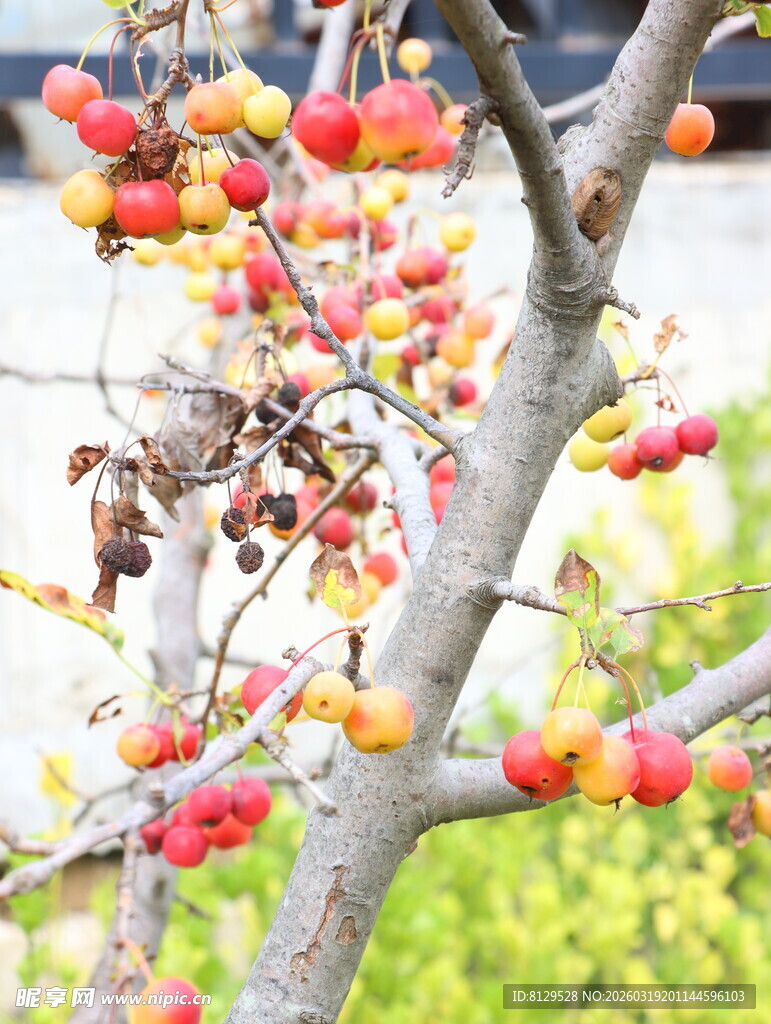枝头红果秋意初显