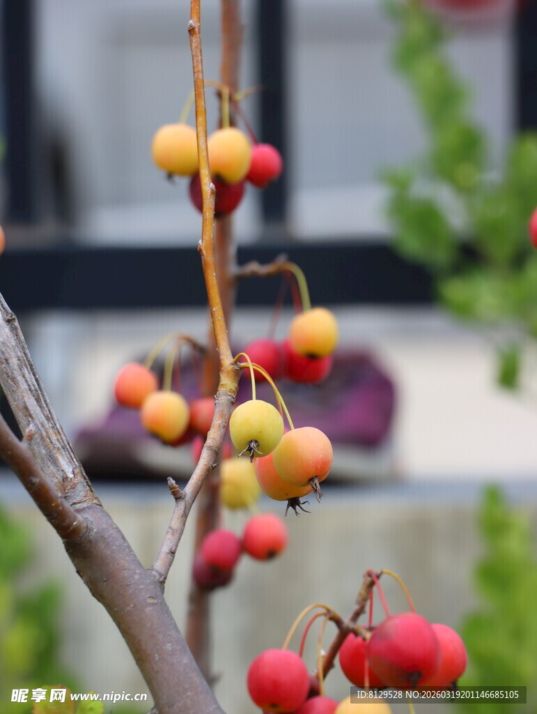 枝头红果黄果相映成趣