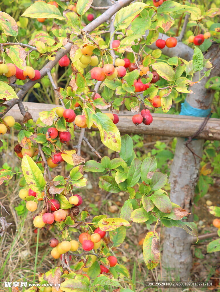 秋日枝头的红果与绿叶